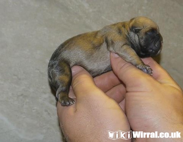 Attached picture frenchie 1day old.jpg